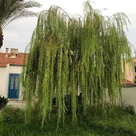 Semesterbostad Risorgimento In Centro Sul Corso Principale Scoglitti